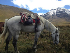 Ecuador-Highlands Riding Tours-Volcano Cotopaxi Adventure